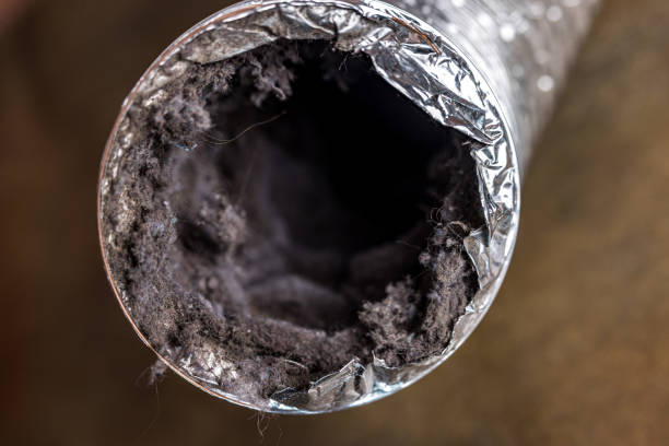 Best Air Duct Mold Removal  in Greendale, IN
